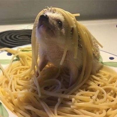 Profile Picture of Nathan Maia 🦦 (@NathMaia) on Twitter
