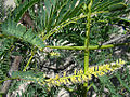 Profile Picture of Neltuma julifloraon Wikipedia