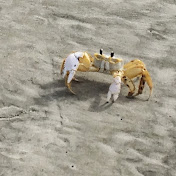 Profile Picture of Kyle Rooney (@kylerooney6539) on Youtube