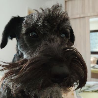 Profile Picture of Dejan Kovacevic (@KovacevicDejan_) on Twitter