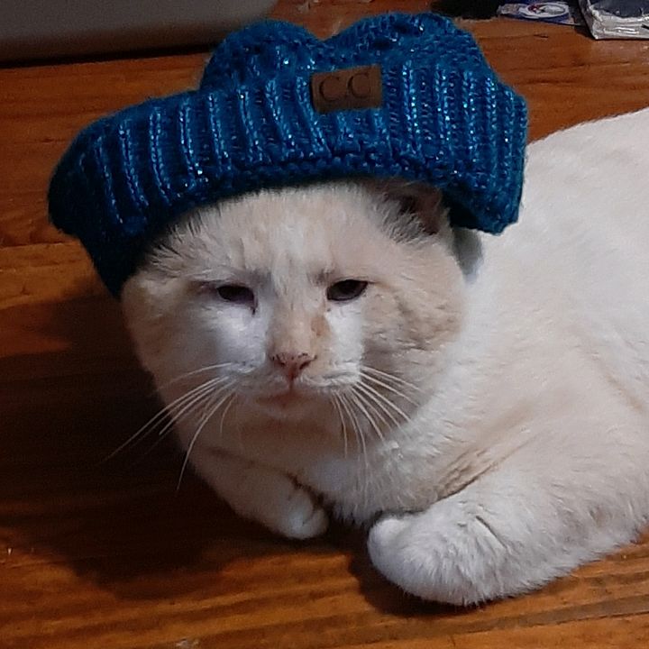Profile Picture of Robert Otting (@cats_ar3_best) on Tiktok
