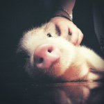 Profile Picture of Bruce Bacon (@brucebaconpig) on Instagram