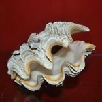 Profile Picture of Kims Sea Shells (@kimseashells) on Instagram