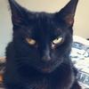 Profile Picture of Misty Nicholas (@@mistythecat12) on Tiktok