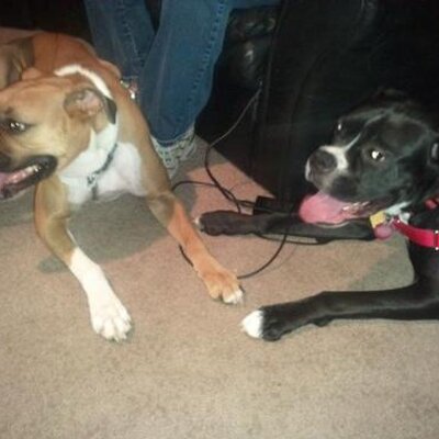 Profile Picture of Joel Nicola (@joel_nicola) on Twitter