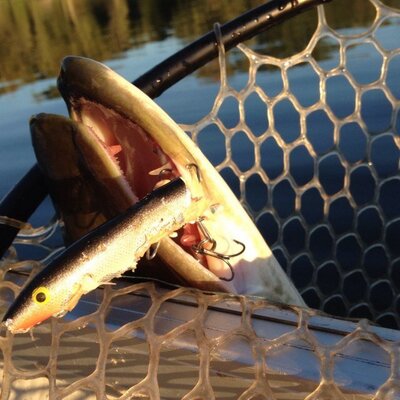 Profile Picture of David Benham (@Feelthebite) on Twitter