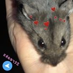 Profile Picture of Felix (@felix_lyons) on Instagram