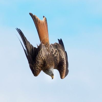 Tommy - Twitter Profile Picture of Tommy (@Tambo2008) on Twitter