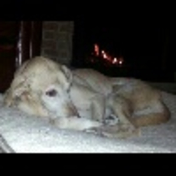 Profile Picture of Elia Barreda (@mamallama3) on Poshmark