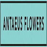 Profile Picture of Antaeus  Flowers (@antaeusflowersau) on Flickr