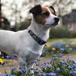 Profile Picture of Alberts Adventures (@albert_the_jack_russell_cross) on Instagram