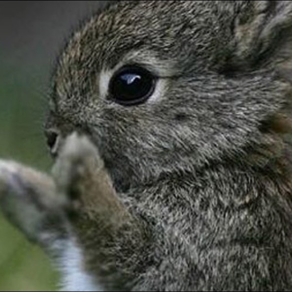 Profile Picture of Annabelle Demora (@demora05) on Poshmark