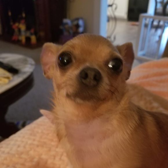 Profile Picture of Judy a Carlton (@hallj1953) on Poshmark