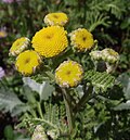 Profile Picture of Tanacetum camphoratumon Wikipedia