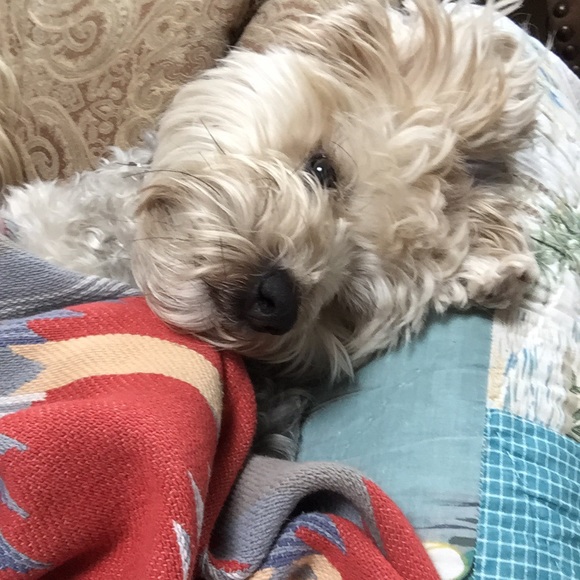 Profile Picture of Amanda Vollers (@avollers1991) on Poshmark