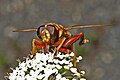 Profile Picture of Milesia crabroniformison Wikipedia