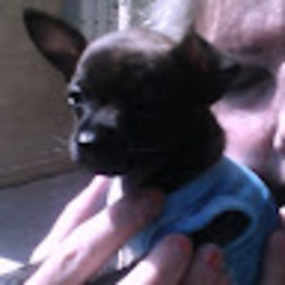 Profile Picture of Susie Capoccia (@susiecapoccia) on Poshmark