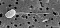 Profile Picture of Syssomonason Wikipedia