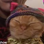 Profile Picture of Theo Marriott-Sutton (@mr_wookie_cookie) on Instagram