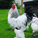 Profile Picture of Big Chicken (@joeyborges_21) on Instagram