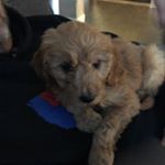 Profile Picture of Duke Lee Coller (@dukethedoodle2k19) on Instagram