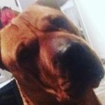 Profile Picture of Derek james ormond Karangaroa (@derekjamesormond) on Instagram
