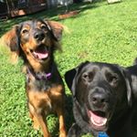 Profile Picture of Dilly Jane and Elliott James (@dillyjane_and_elliottjames) on Instagram