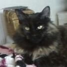 Profile Picture of Lora Richardson Jones (@LoraGJones) on Twitter