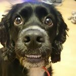 Steve Franz - Instagram Profile Picture of Steve Franz (@evertonfranz3) on Instagram