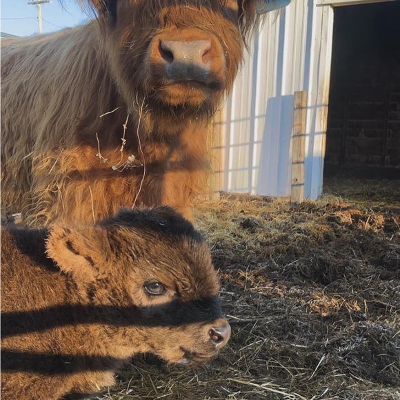 Profile Picture of Dixon Leisy (@dixon_leisy7) on Poshmark