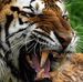 Profile Picture of Tiger Joe Joe (@tigerjoe.joe.9) on Facebook