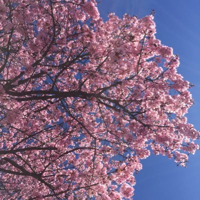 Profile Picture of Daniella Klein (@Daniell52106726) on Twitter