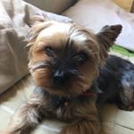 Profile Picture of Kevin Baby Dog🐶💞 (@kevin.yorksh) on Instagram