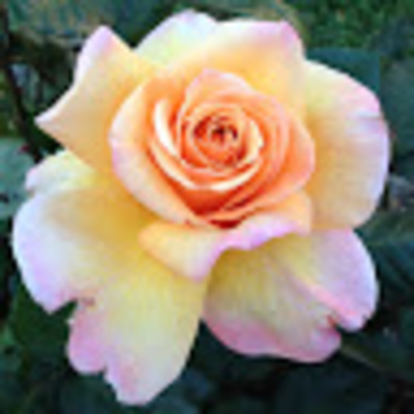 Profile Picture of Loralyn Beck (@txbluebonnet22) on Poshmark