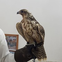 Profile Picture of Hamad Almazrouei (@hamad-almazrouei-2) on Quora