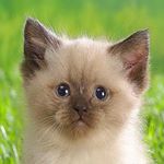 Profile Picture of Joe (@mr.joe.cordell) on Instagram