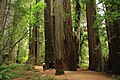 Profile Picture of Jedediah Smith Redwoods State Parkon Wikipedia
