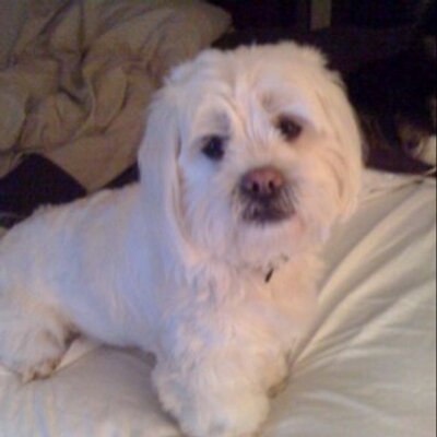 Profile Picture of Lucy Hoyle (@hoylemama) on Twitter