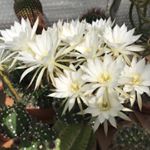 Profile Picture of Richard (@richard_walpole) on Instagram