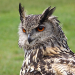 Profile Picture of Wing Watcher (@kevin j hitch) on Flickr