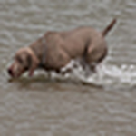 Profile Picture of Ged Simblet (@weimaraner2010) on Flickr