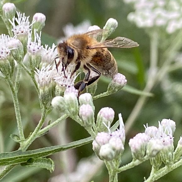 Profile Picture of Erin Scheurich (@erinscheurich) on Poshmark