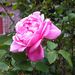 Profile Picture of Danielle Strohm (@journogalcdn) on Pinterest