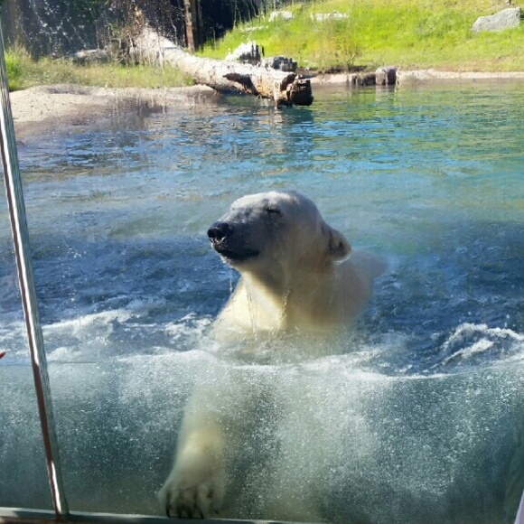 Profile Picture of Nancy Longwith (@nlongwith) on Poshmark