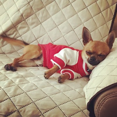 Profile Picture of Janet Suarez Giordano (@SuarezGiordano) on Twitter