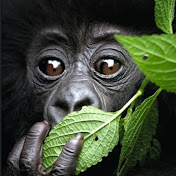 Profile Picture of Peggy Steele (@Peggy.steele7) on Youtube