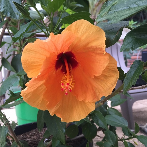 Profile Picture of Kristina Nifong (@kristinanifong) on Poshmark