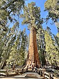 Profile Picture of Sequoia National Park - Wikipedia, the free encyclopediaon Wikipedia