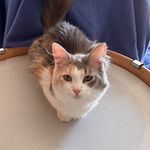 Profile Picture of people’s palace (@peoplespalaceslc) on Instagram