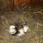 Profile Picture of Jan Twardowski (@jasioifoczki13) on Instagram